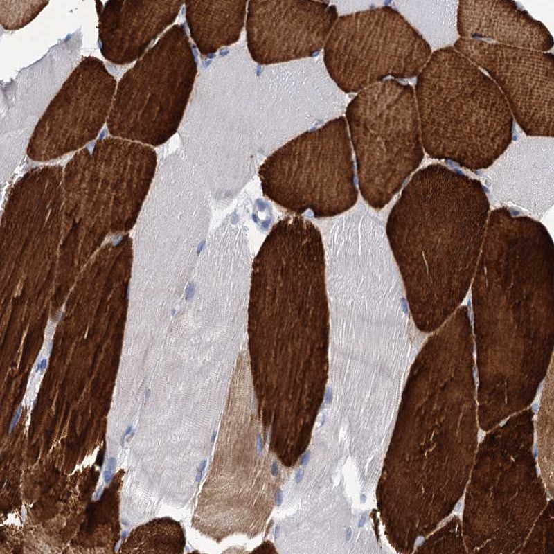 Anti-OLFML1 Antibody