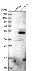 Western blot analysis in control (vector only transfected HEK293T lysate) and OLFML1 over-expression lysate (Co-expressed with a C-terminal myc-DDK tag (~3.1 kDa) in mammalian HEK293T cells, LY404909).