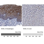 Anti-SCEL Antibody