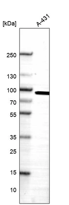 Western blot analysis in human cell line A-431.