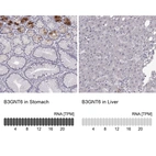 Anti-B3GNT6 Antibody