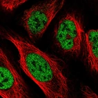 Immunofluorescent staining of human cell line U-2 OS shows localization to nucleoplasm.