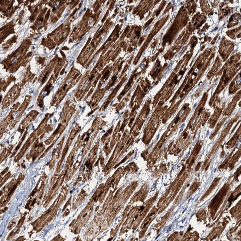 Anti-NDUFA12 Antibody