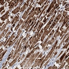 Anti-NDUFA12 Antibody