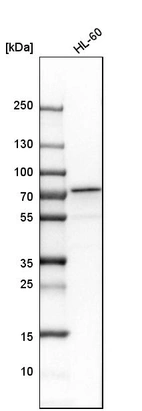 Western blot analysis in human cell line HL-60.