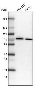 Western blot analysis in mouse cell line NIH-3T3 and rat cell line NBT-II.