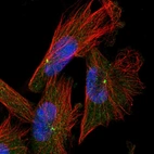 Immunofluorescent staining of human cell line U-251 MG shows localization to centrosome.