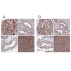 Anti-GOLGA3 Antibody