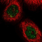 Immunofluorescent staining of human cell line A-431 shows localization to nucleus, nucleoli & the Golgi apparatus.
