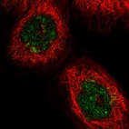 Immunofluorescent staining of human cell line A-431 shows localization to nucleus, nucleoli & the Golgi apparatus.