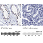 Anti-SPATA19 Antibody