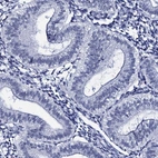 Immunohistochemical staining of human endometrium shows low expression as expected.