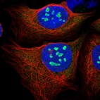 Immunofluorescent staining of human cell line U-2 OS shows localization to nucleoli.