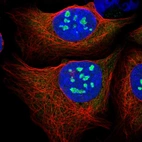 Immunofluorescent staining of human cell line U-2 OS shows localization to nucleoli.