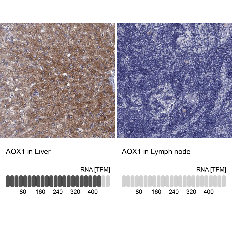 Anti-AOX1 Antibody