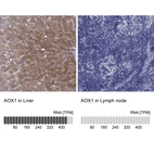 Anti-AOX1 Antibody