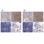 Immunohistochemical staining of human kidney, liver, lymph node and testis using Anti-AOX1 antibody HPA040215 (A) shows similar protein distribution across tissues to independent antibody HPA040199 (B).