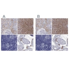 Immunohistochemical staining of human kidney, liver, lymph node and testis using Anti-AOX1 antibody HPA040215 (A) shows similar protein distribution across tissues to independent antibody HPA040199 (B).