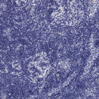 Anti-AOX1 Antibody