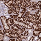 Immunohistochemical staining of human kidney shows high expression.