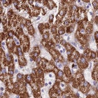 Immunohistochemical staining of human liver using Anti-GLYAT antibody HPA040251.