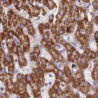 Immunohistochemical staining of human liver using Anti-GLYAT antibody HPA040251.