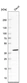 Anti-WDR82 Antibody