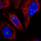 Immunofluorescent staining of human cell line U-251 MG shows localization to nucleoli.