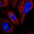 Immunofluorescent staining of human cell line U-251 MG shows localization to nucleoli.