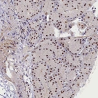 Anti-INTS14 Antibody