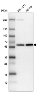 Western blot analysis in mouse cell line NIH-3T3 and rat cell line NBT-II.