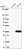 Anti-KCTD4 Antibody