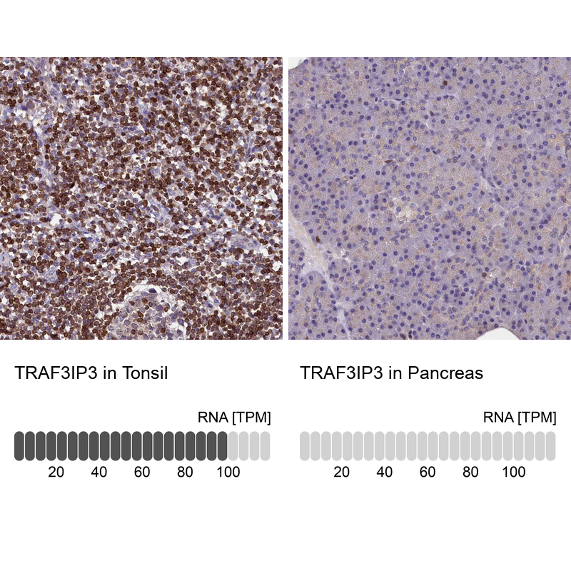 Anti-TRAF3IP3 Antibody