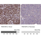 Anti-TRAF3IP3 Antibody