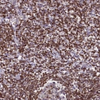 Immunohistochemical staining of human tonsil shows high expression.