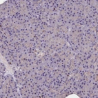 Immunohistochemical staining of human pancreas shows low expression as expected.