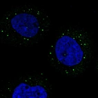 Immunofluorescent staining of human cell line A-431 shows localization to vesicles.