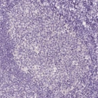 Immunohistochemical staining of human tonsil shows no nuclear positivity in germinal center cells as expected.