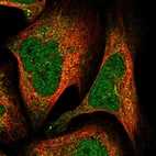 Immunofluorescent staining of human cell line U-2 OS shows localization to nucleus & cytosol.