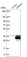 Anti-LRRC57 Antibody