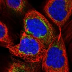 Immunofluorescent staining of human cell line A-431 shows positivity in mitochondria.