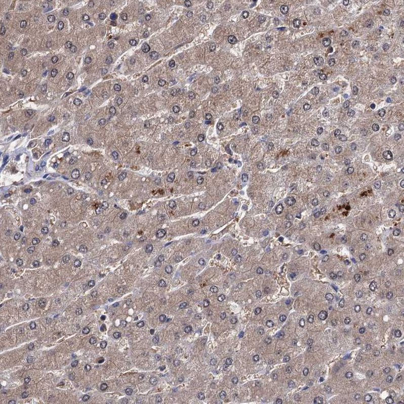 Anti-CPPED1 Antibody
