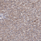 Anti-CPPED1 Antibody