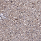 Anti-CPPED1 Antibody