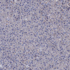 Immunohistochemical staining of human pancreas shows no positivity in exocrine glandular cells as expected.