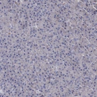 Immunohistochemical staining of human pancreas shows no positivity in exocrine glandular cells as expected.