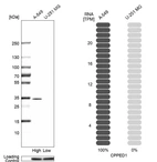 Western blot analysis in human cell lines A-549 and U-251MG using Anti-CPPED1 antibody. Corresponding CPPED1 RNA-seq data are presented for the same cell lines. Loading control: Anti-GAPDH.