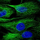 Immunofluorescent staining of human cell line U-2 OS shows localization to microtubules.