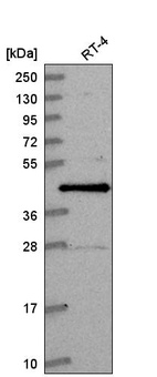 Anti-CCNDBP1 Antibody