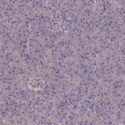 Immunohistochemical staining of human pancreas shows low expression as expected.